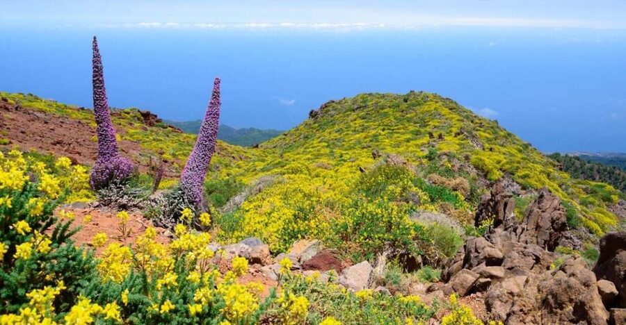 La Palma: Guided Trekking Tour to El Roque de los Muchachos - Key points to know before you book