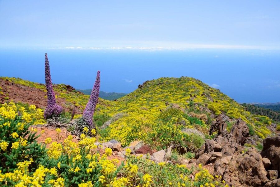 La Palma: Guided Trekking Tour to El Roque de los Muchachos - Roberto’s Wall and the high-country plants
