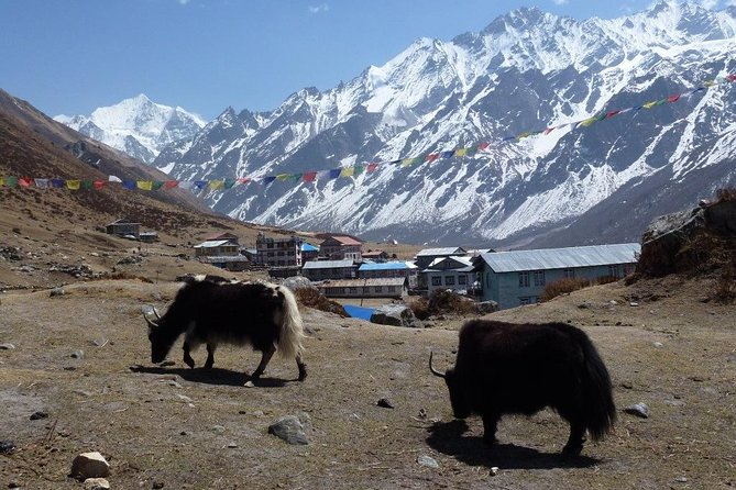 Langtang Valley Trek- 10 Days - Day 9: Back to Kathmandu and a cultural dinner