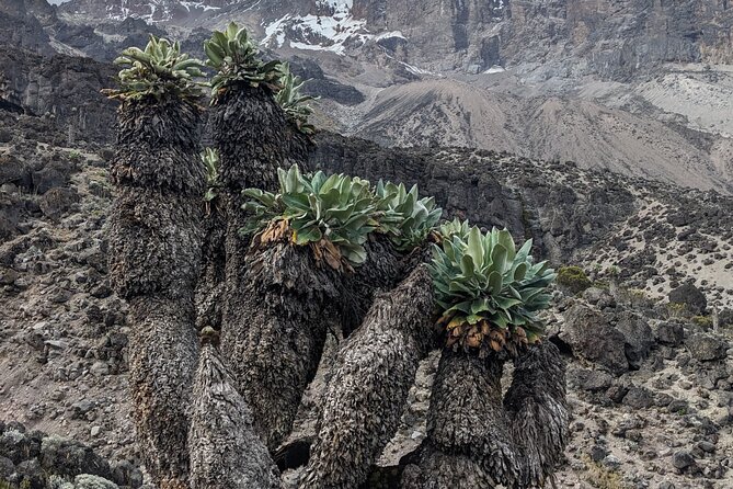 Lemosho Route 7 Days Trekking at Mount Kilimanjaro - Day two: Shira One and the first big altitude gain