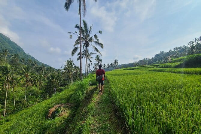 Lemukih Hidden Trekking Waterslide Sekumpul and Fiji Waterfall - Walking through rice terraces and tropical forest