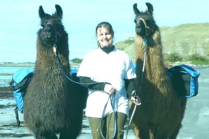 Llama Trek (Half-day) - Kaikoura Bay, Beaches & Seal Colony - Key points at a glance