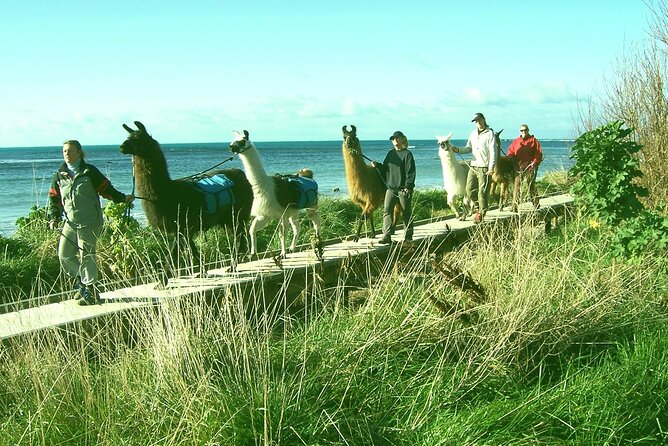 Llama Trek (Half-day) - Kaikoura Bay, Beaches & Seal Colony - Starting at West End and meeting your guide