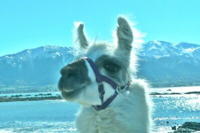 Llama Trek (Half-day) – Kaikoura Bay, Beaches & Seal Colony