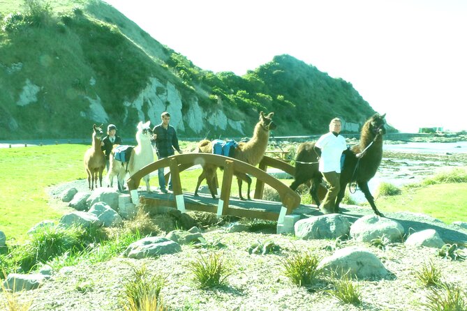 Llama Trek (Half-day) - Kaikoura Bay, Beaches & Seal Colony - Local history, from whaling to earthquake change