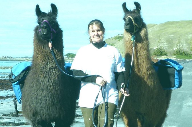 Llama Trek (Half-day) - Kaikoura Bay, Beaches & Seal Colony - What the included drink and cake add