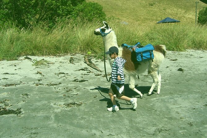 Llama Trek (Half-day) - Kaikoura Bay, Beaches & Seal Colony - Is $154.52 a fair price?
