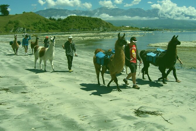 Llama Trek (Half-day) - Kaikoura Bay, Beaches & Seal Colony - Who should book this half-day trek?