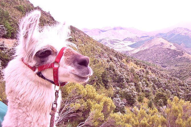 Llama Trek (Taster) - Kowhai River Valley and Native Woodland Tour - Key points at a glance