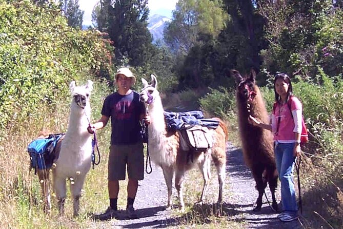 Llama Trek (Taster) - Kowhai River Valley and Native Woodland Tour - Meeting llamas beside the Kowhai River