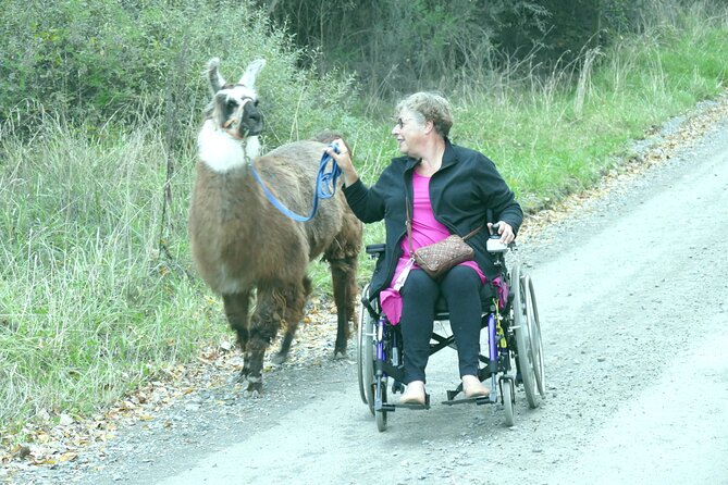 Llama Trek (Taster) - Kowhai River Valley and Native Woodland Tour - Getting close to the llamas