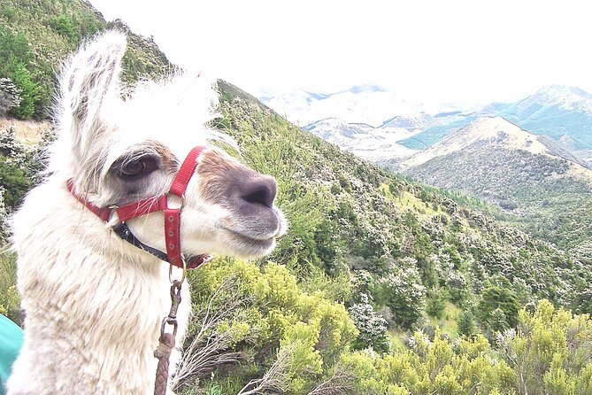 Llama Trek (Taster) - Kowhai River Valley and Native Woodland Tour - Who will enjoy this taster most?