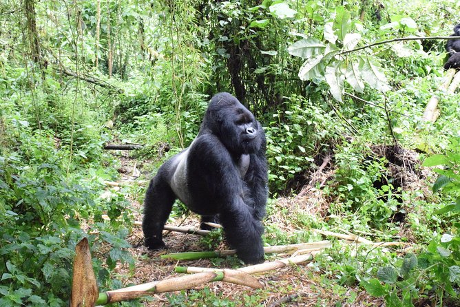 Lowland Gorilla trekking in Kahuzi-Biega National Park - Key points at a glance
