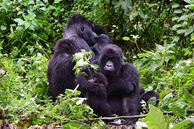 Lowland Gorilla trekking in Kahuzi-Biega National Park - Why Kahuzi-Biega makes this gorilla trip different