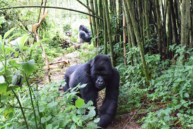 Lowland Gorilla trekking in Kahuzi-Biega National Park - Day 2: The forest walk to the gorillas