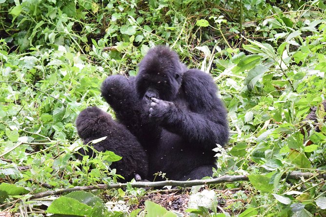 Lowland Gorilla trekking in Kahuzi-Biega National Park - What the $2,200 price really covers
