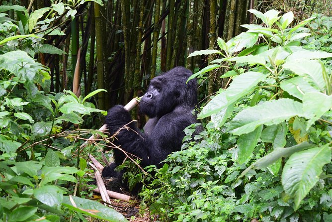 Lowland Gorilla trekking in Kahuzi-Biega National Park - Final call: book it for the gorillas, not the polish