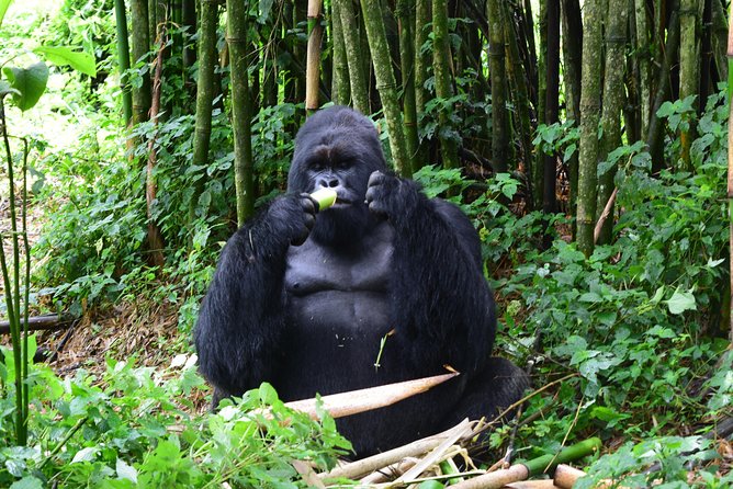 Lowland Gorilla trekking in Kahuzi-Biega National Park - Day 1: Kigali to Cyangugu and across to Bukavu