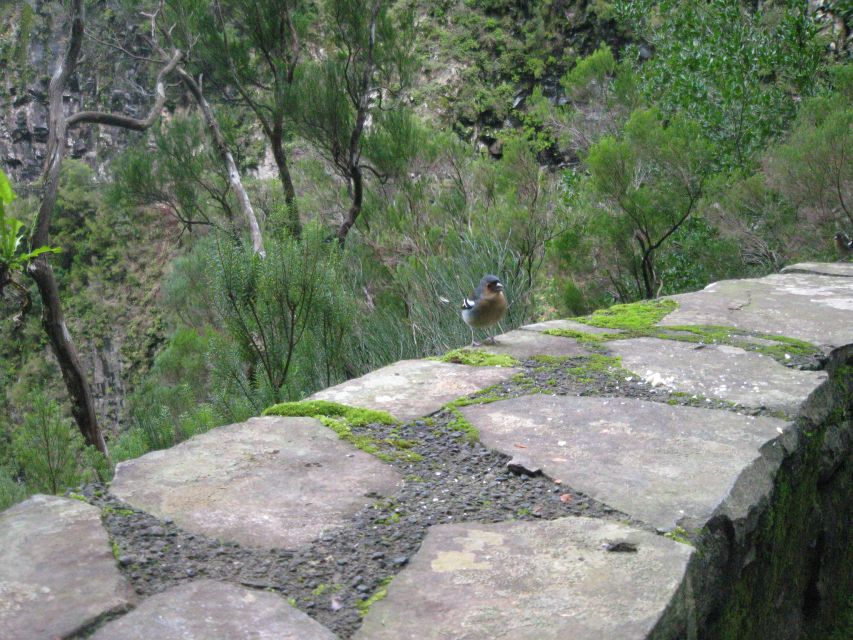 Madeira: Mountain Walk with Lagoon and Waterfalls - The 800-meter tunnel with puddles