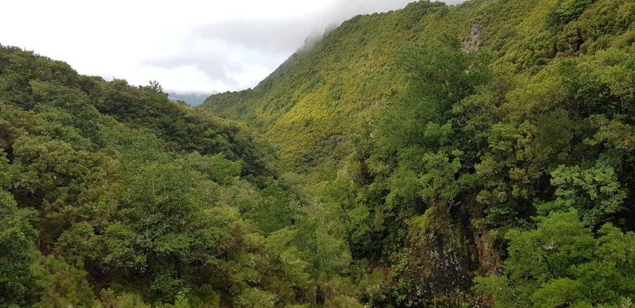 Madeira: Mountain Walk with Lagoon and Waterfalls - What the $55 price really covers
