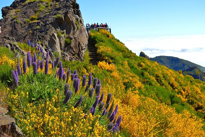 Madeira Peaks - Mountain Walk - Ancient heather forest near Vereda do Pico Ruivo