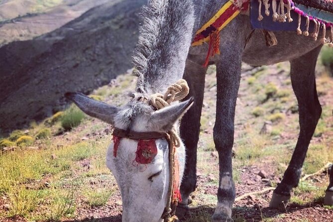 Marrakech: 2-Day Atlas Mountains Trek with Village Stay - Food, luggage, and what you actually carry