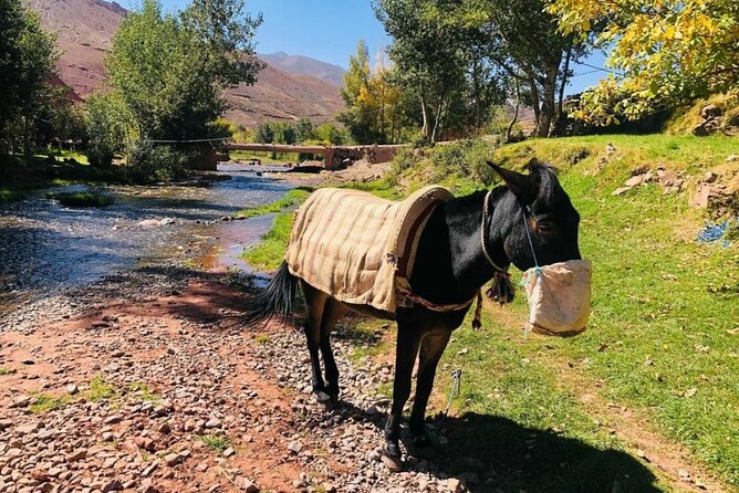 Marrakech: 2-Day Atlas Mountains Trek with Village Stay - Day one: Tizi Mzik Pass and Azzaden Valley