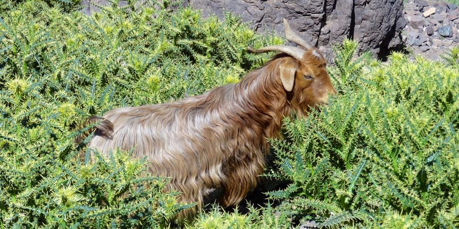 Marrakech: Mount Toubkal 2-Day trek from Marrakech - Day two: early climb to Mount Toubkal’s summit