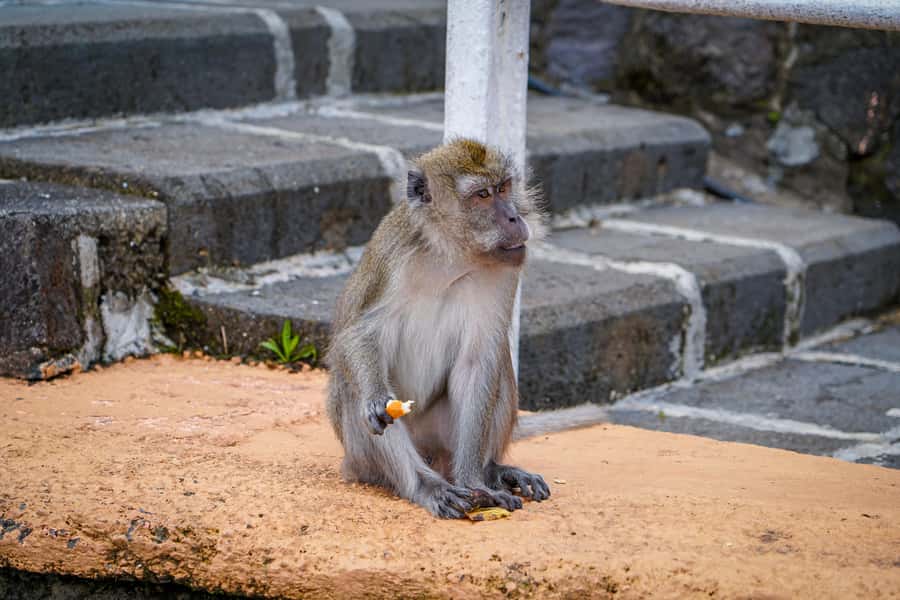 Mauritius: Sunrise Mountain Hike with Southwest Road-trip - Grand Bassin and the meaning of Ganga Talao