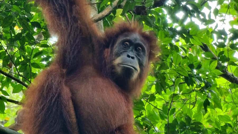 Medan: Bukit Lawang Orangutan Tour - Why Bukit Lawang is worth the long ride from Medan