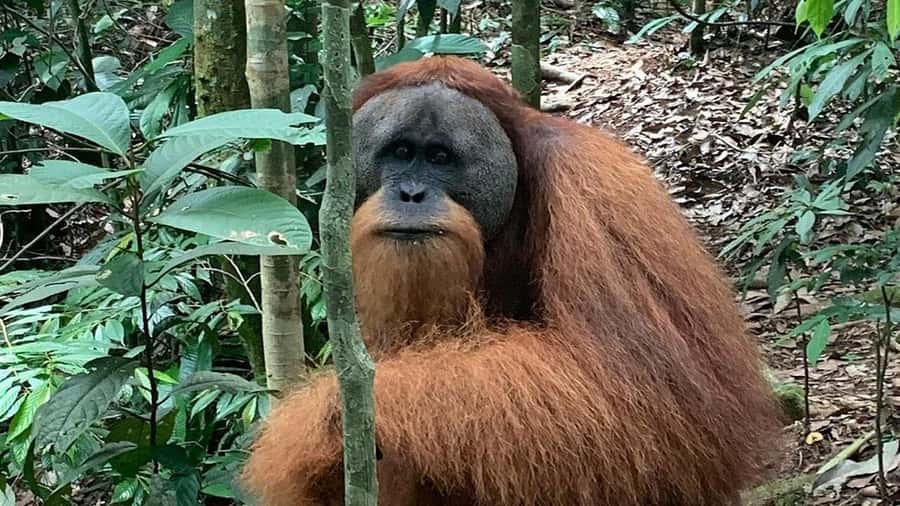 Medan: Bukit Lawang Orangutan Tour - Orangutan viewing without unrealistic promises