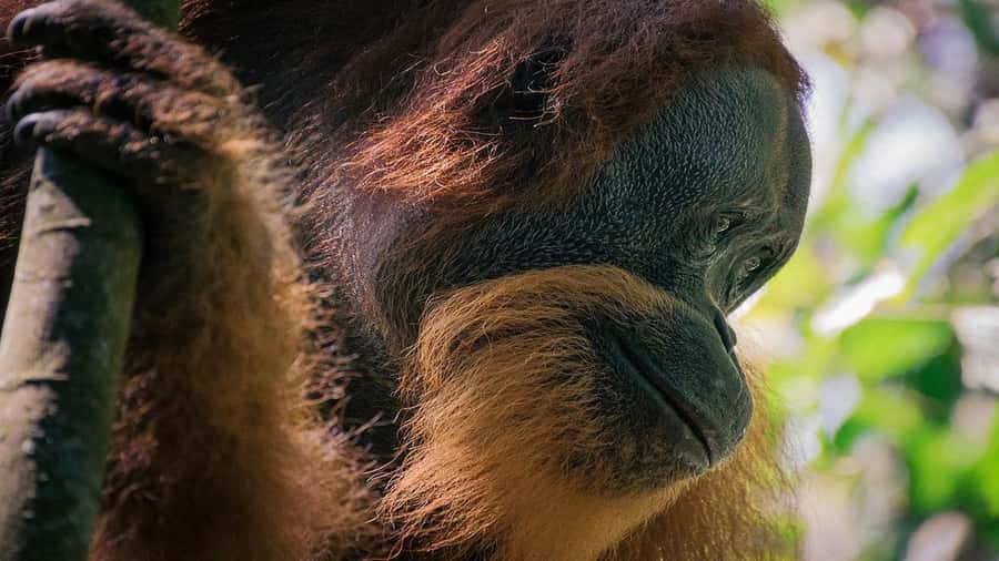 Medan: Bukit Lawang Orangutan Tour - River options after the trek