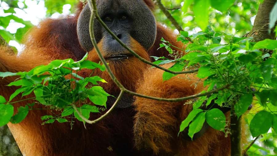 Medan: Bukit Lawang Orangutan Tour - What the $166 price really covers