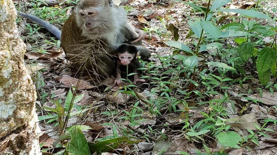 Medan: Bukit Lawang Orangutan Tour - What to pack for the forest and river