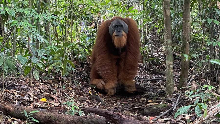 Medan: Bukit Lawang Orangutan Tour - The 6:30 a.m. pickup and three-hour road journey