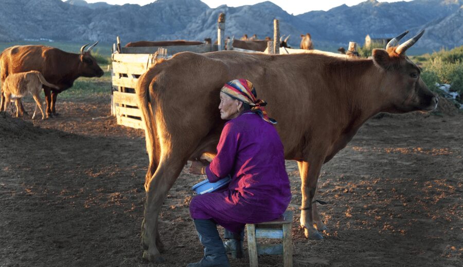 MONGOLIAN NOMADS: 2-Day Horse Trekking & Cow Milking Tour - What the Price of $369 Covers