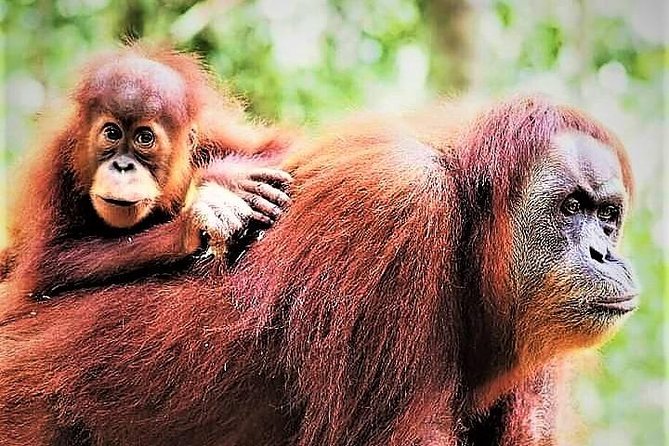 Monkey Business 2 days - 1 night Jungle Trekking (including rafting) - Why two days makes a difference in Gunung Leuser