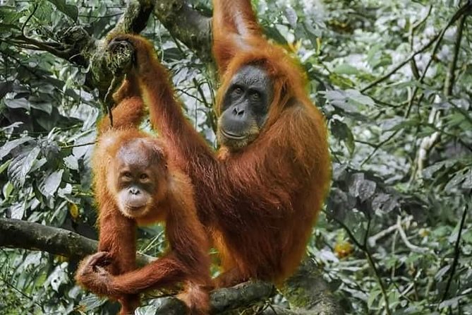 Monkey Business 3 days - 2 nights Jungle trekking (including rafting) - What the first jungle night is really like