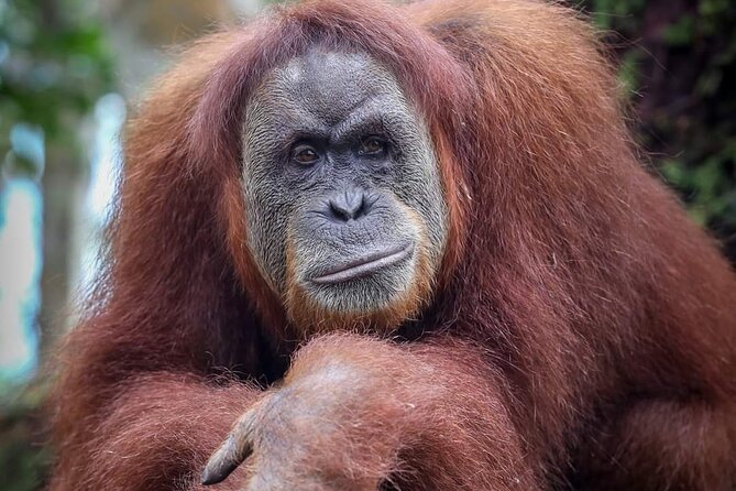 Monkey Business 3 days - 2 nights Jungle trekking (including rafting) - The final morning and return to Bukit Lawang