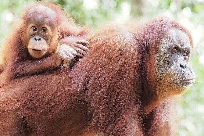 Monkey Business 3 days - 2 nights Jungle trekking (including rafting) - Is $205.37 good value?