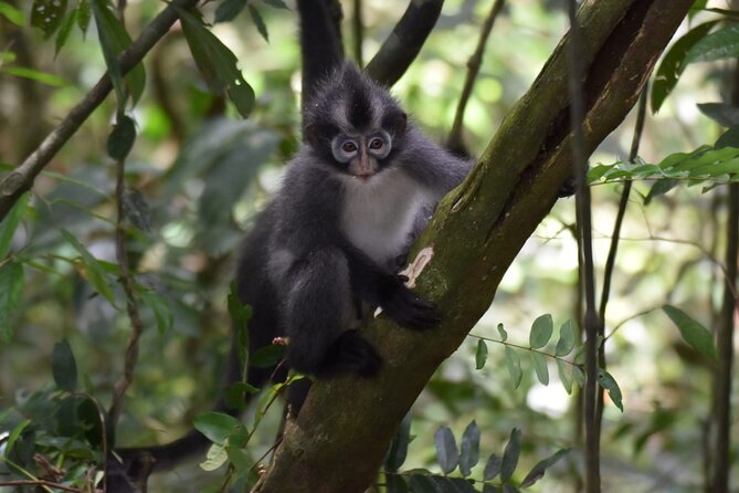 Monkey Business 3 days - 2 nights Jungle trekking (including rafting) - Who should choose this trek?