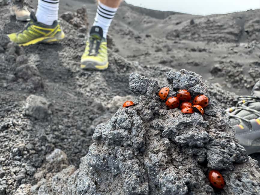 Mount Etna: Day trip to the high altitude craters at 3000 meters trekking - Fumaroles, hot spots, and recent lava flows