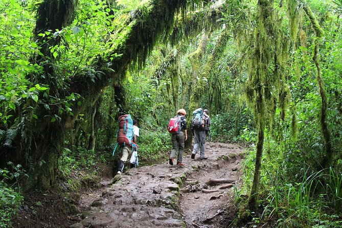 Mount Kilimanjaro Day Hike Through Marangu Route to Mandara Hut - The descent back to Marangu Gate