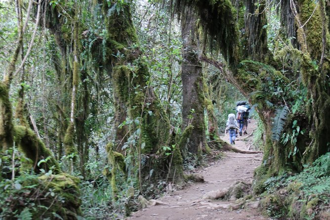 Mount Kilimanjaro Day Hike - The descent back to Marangu Gate