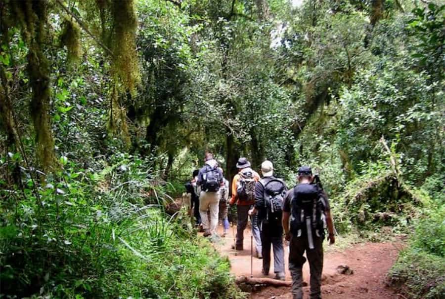 Mount Kilimanjaro National Park Day Trip - What this Kilimanjaro day hike really gives you