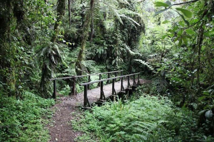Mount Kilimanjaro National Park Day Trip - Mandara Hut at 2,700 meters
