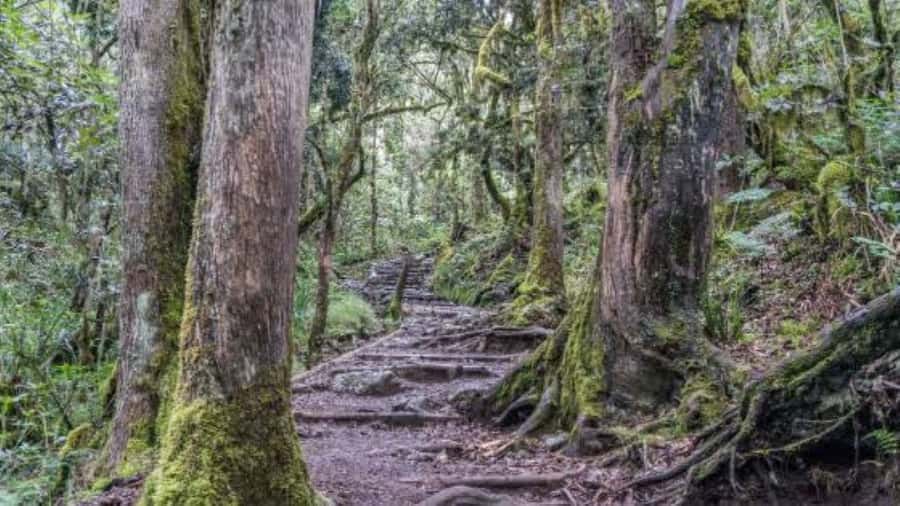 Mount Kilimanjaro National Park Day Trip - Who should book this hike?