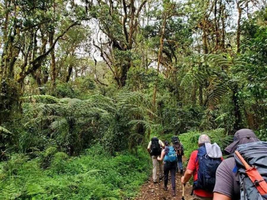 Mount Kilimanjaro National Park Day Trip - Practical advice before you go