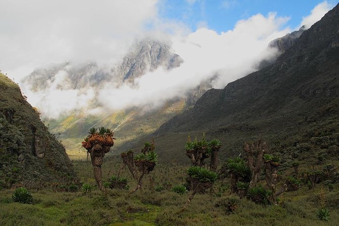 Mountain Rwenzori Trekking Uganda 9 Day Safari - Day 3: Bamboo forest and John Matte Hut