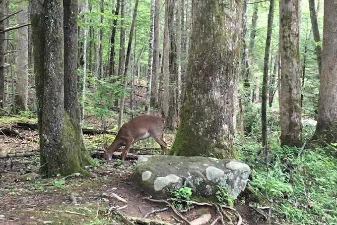 Mountaineer's Way Hike in the Smokies - Porters Creek Trail and the story beneath your feet